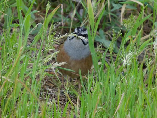 <h3><a href="/trips/extramadura/biota/animalia/chordata/aves/040 passeriformes/126 emberizidae/emberiza cia/emberiza cia-nl.html">Emberiza&nbsp;cia</a> / Rock&nbsp;bunting / Grijze&nbsp;gors</h3>OM-1 Mark II met OLYMPUS M.150-400mm F4.5 TC, 1/2000 sec  bij F5.6, ISO 6400, afstand 10.6&nbsp;m